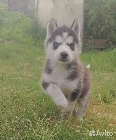 Щенки сибирской хаски