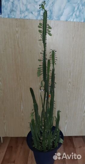 Кактус Молочай