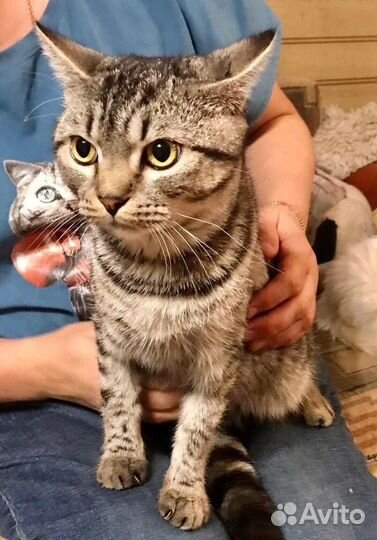 Котик Космос