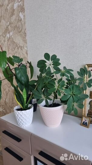 Комнатные цветы шеффлера, драцена, филодендрон