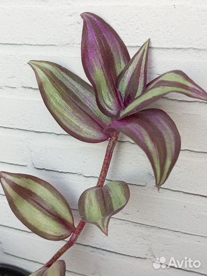 Традесканция