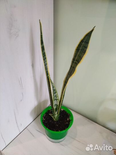 Сансевиерия
