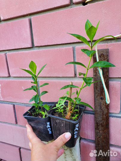 Флокс неон ауреоле