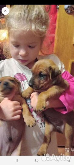 Щенки цвергпинчера