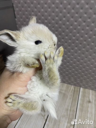 Мини карликовый крольчонок