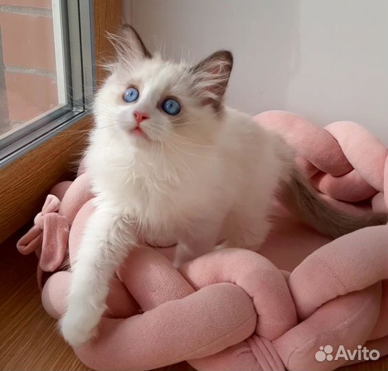 Котята рэгдолл. Мальчик регдолл. Ragdoll