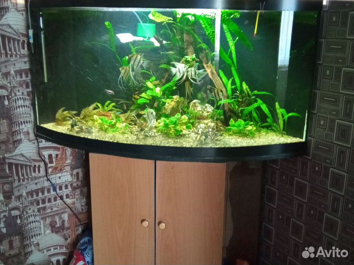 Аквариум