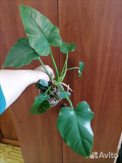 Спатифиллум Домино