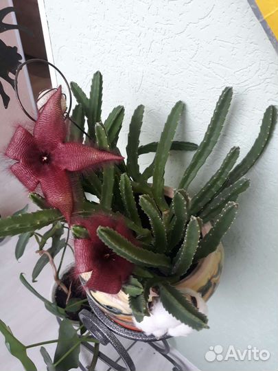 Комнатные растения