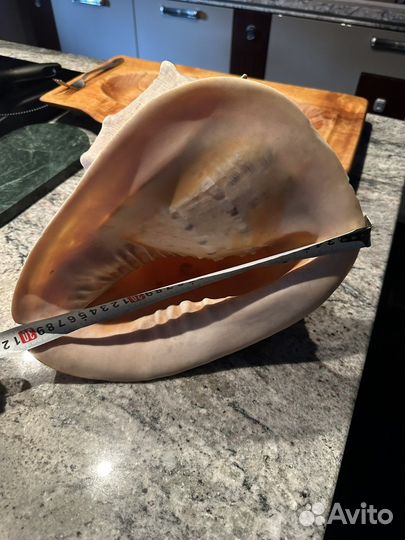 Ракушка большая 30,5см без дефектов