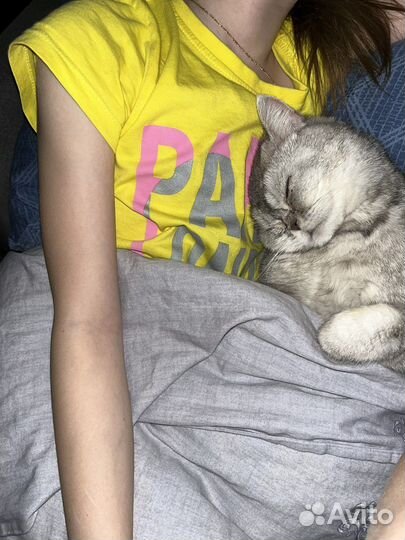 Кошка мышелов