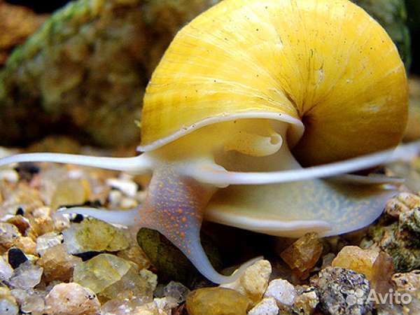 Улитка ампулярия