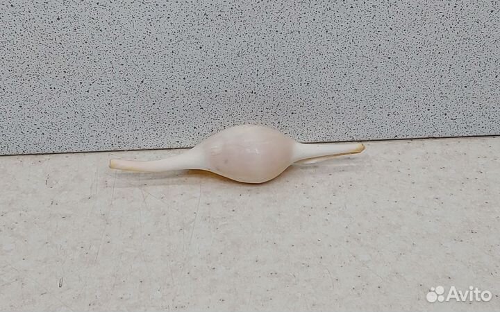 Волва 8,4 морская ракушка раковина