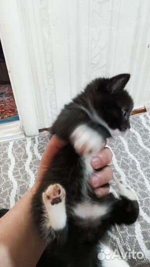 Кошки бесплатно