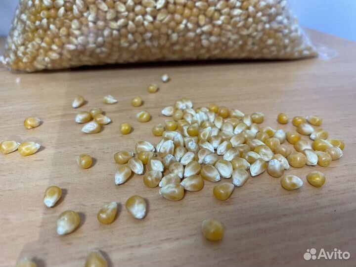 Зерно кукурузы бабочка