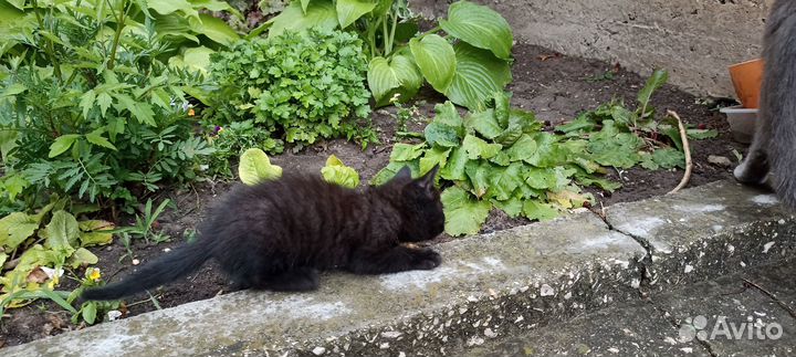 Черный котенок,девочка, в хорошие руки