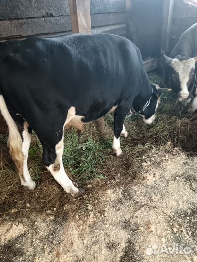 Продам быков