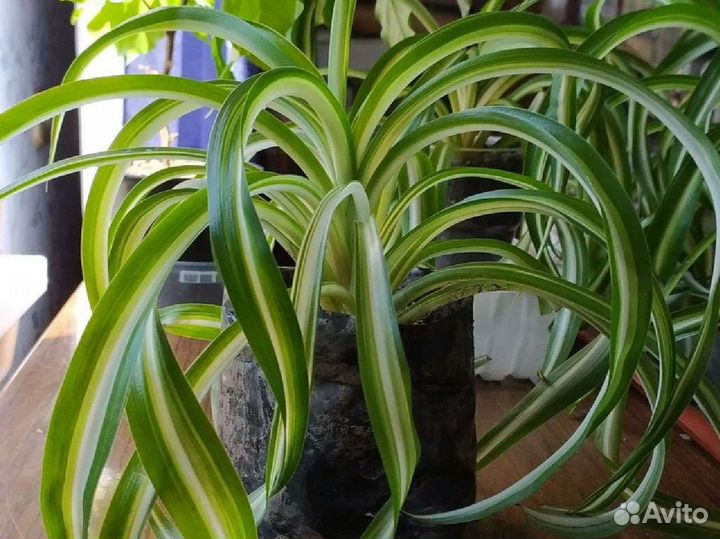 Хлорофитум кудрявый