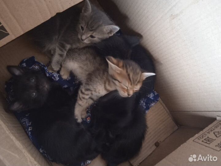 Домашние животные бесплатно