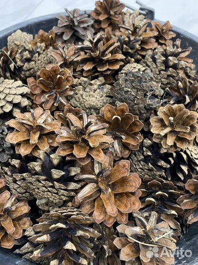Шишки сосновые