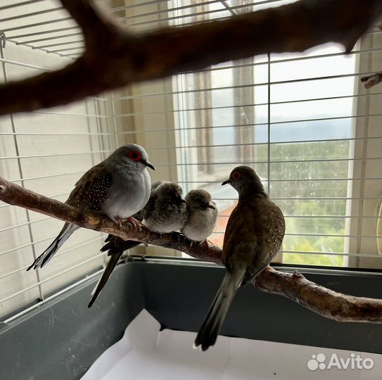 Бриллиантовые горлицы