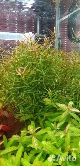 Аквариумные растения обмен на креветок