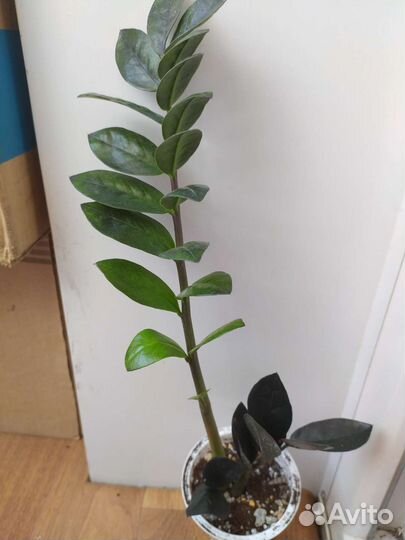 Зимиокулькас разные