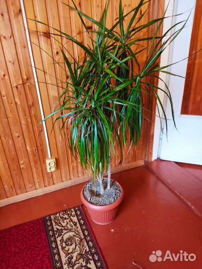 Пальма драцена