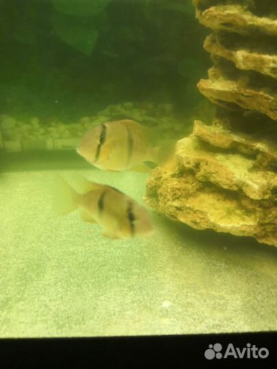 Гвианакара стайка 4 хвостика