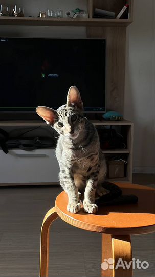 Ориентальный котенок мальчик