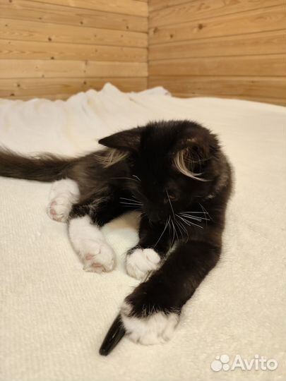 Котенок мальчик очень ласковый,добрый,черный в дар