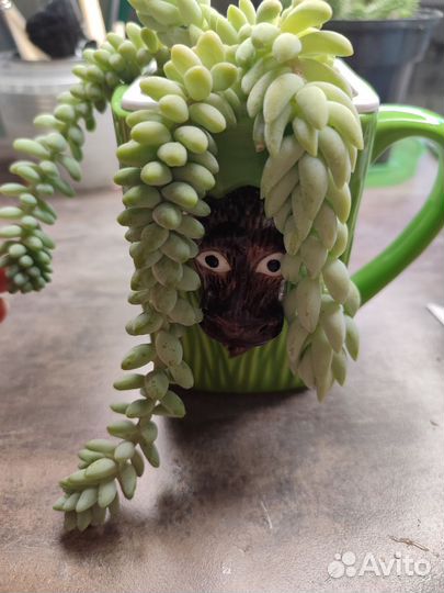 Седум буррито