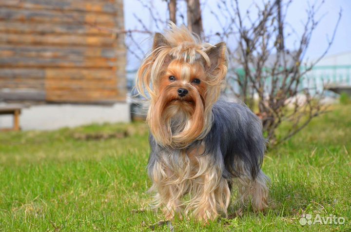 Инструктор по вязкам собак