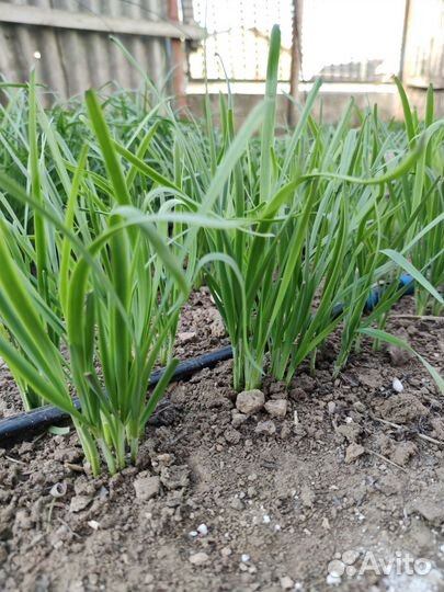 Джусай семена