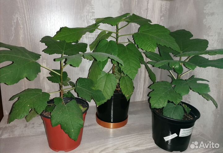 Саженцы инжира, плодоносящий