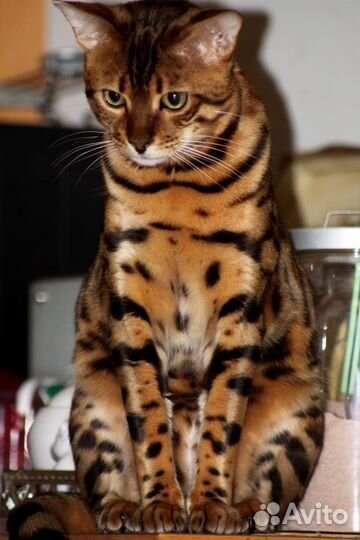 Бенгальский Кот (Вязка )