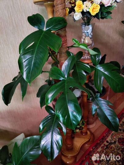Филодендрон Чешуйчатый