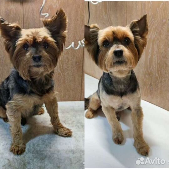 Стрижка собак мелких пород