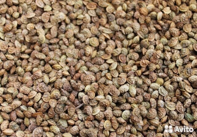 Эспарцет семена ГОСТ