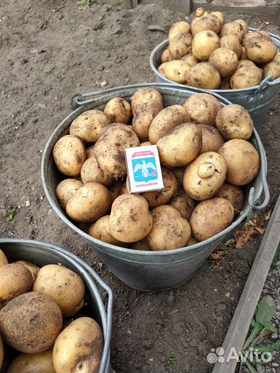 Картофель, морковь