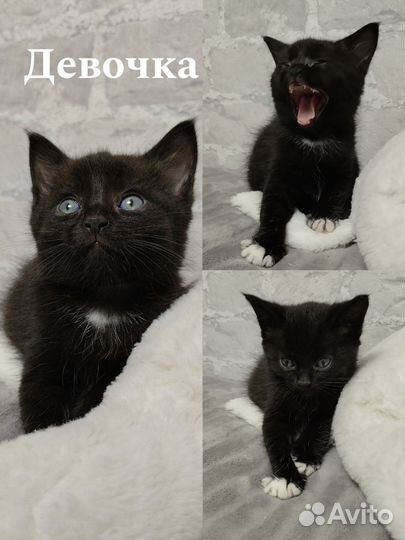 Котята в добрые руки