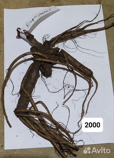 Пион ито Бартзелла