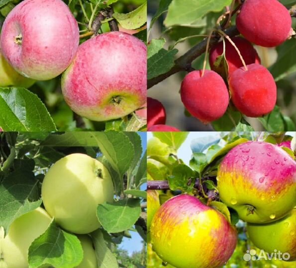 Саженцы Плодовых Деревьев