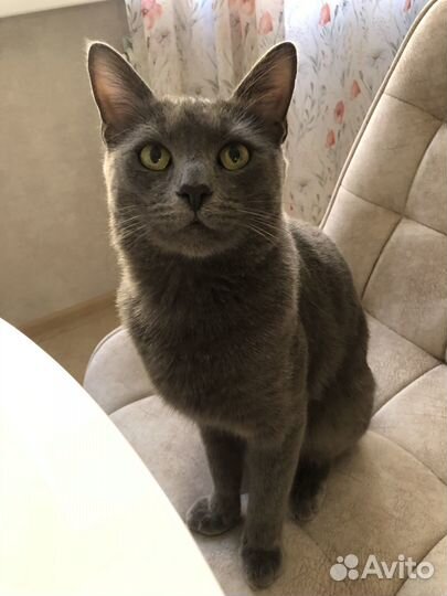 Отдам котика в добрые руки