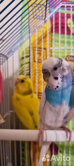 Волнистые попугаи с клеткой