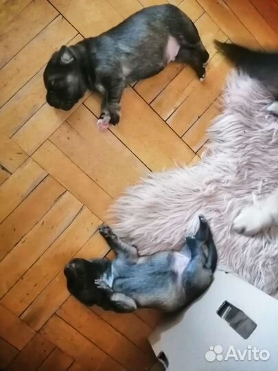 Щенки бесплатно