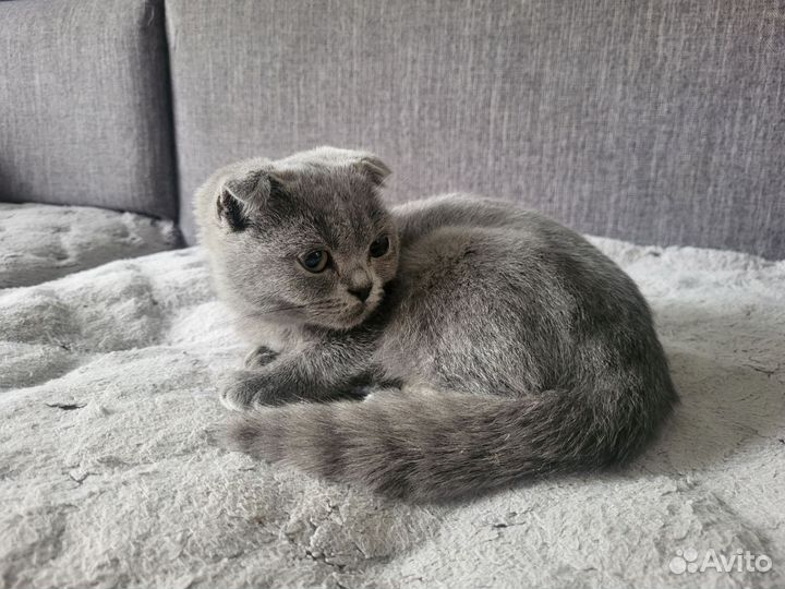 Шотландская вислоухая кошка