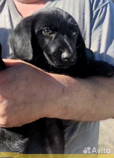 Милые девочки (метисы лабрадора) в поисках дома