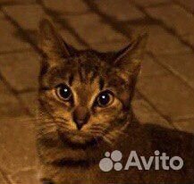 Молодая кошечка ищет дом