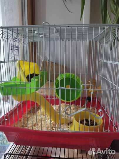 Клетка для джунгарика